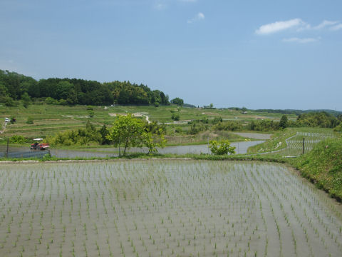 遠くに見えるのが有名な桜か
