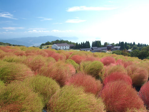 けっこう色づいてる