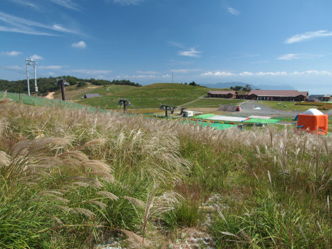 バッタがたくさんいた