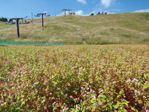 なかなか鮮やかに撮れない