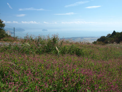 赤蕎麦と琵琶湖