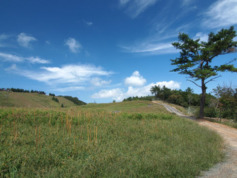 ゆりの後が見られる