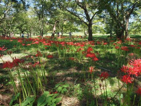 朝早くなら日が届くのかも