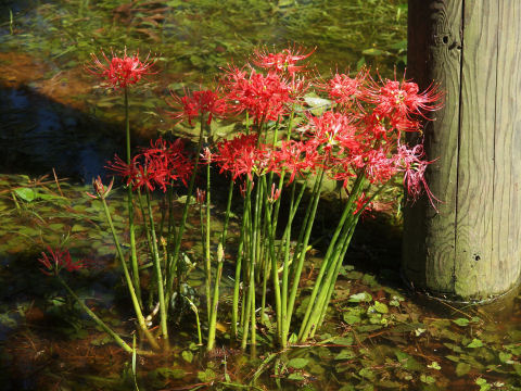 水棲植物のような生え方