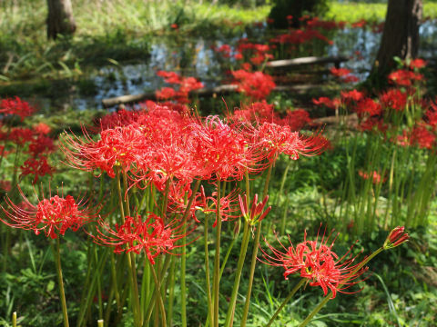 上の写真と同じ花