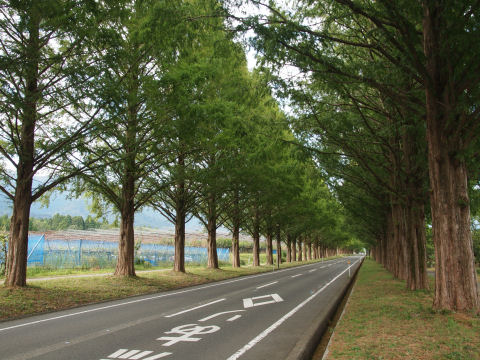 マキノピックランド辺りから