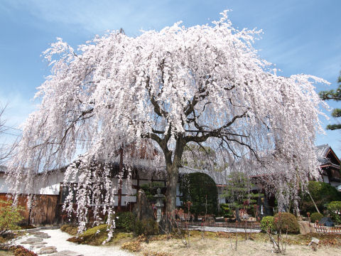 今年は青空が撮れた