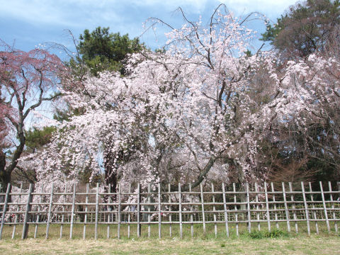 御苑はさすがに人のいない写真は撮れない