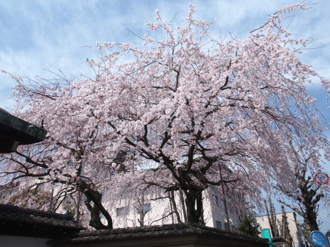 標識や建物がはいっちゃうなあ