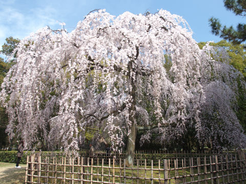 人がはけるまでもう少しなのに・・・