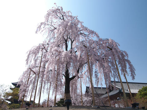 朝から天気良ければ朝来てたのに