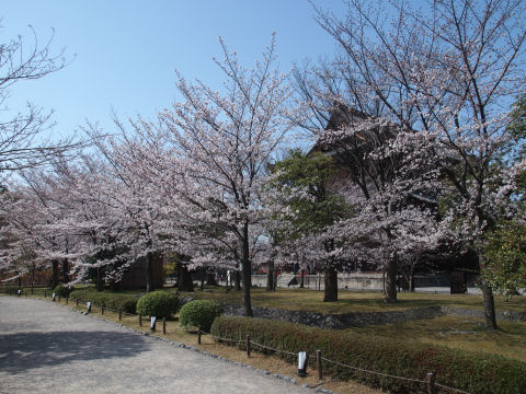 ソメイヨシノは興味なし