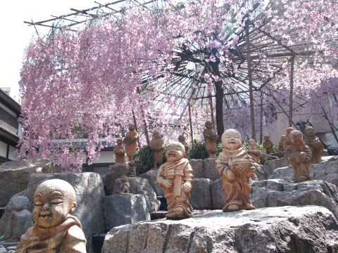 スズメも落ちた花も特に見当たらなかったが