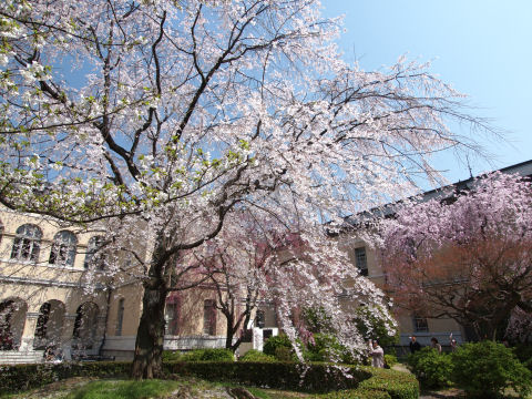 色々な桜がある