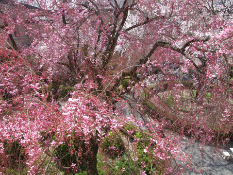 枝垂れのシャワー