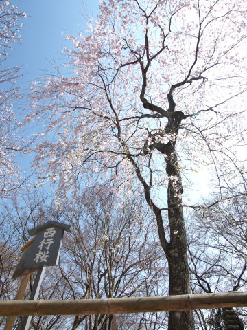 西行桜だけおさめるのは困難