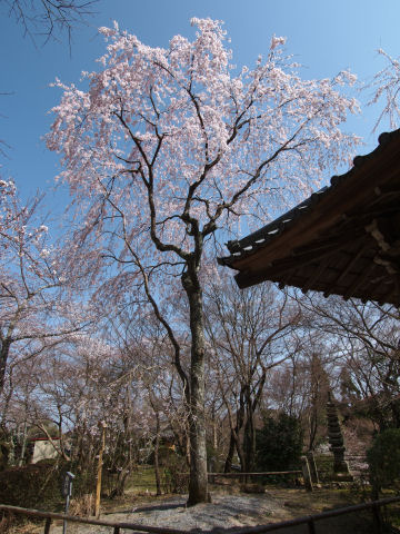 順光だと鐘楼が入ってしまう