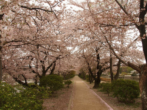 こんなに桜がたくさんあるのは入口だけ