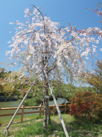八条ヶ池の端っこ