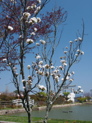 鳥居をバックに