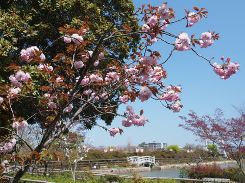桜餅に使えそうな若葉