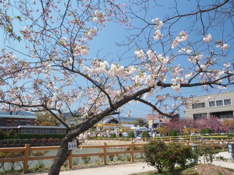 八条ヶ池の端っこ