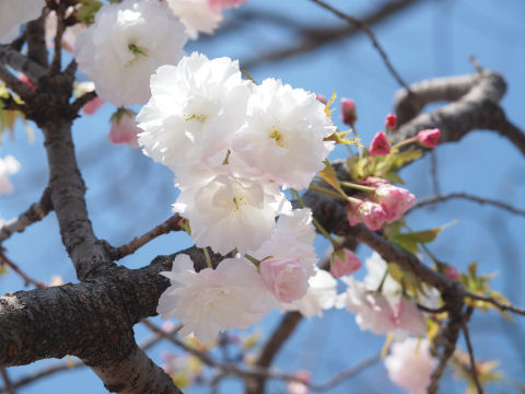開くと白くなるのか