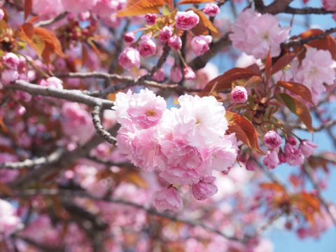 こちらは最初からピンク