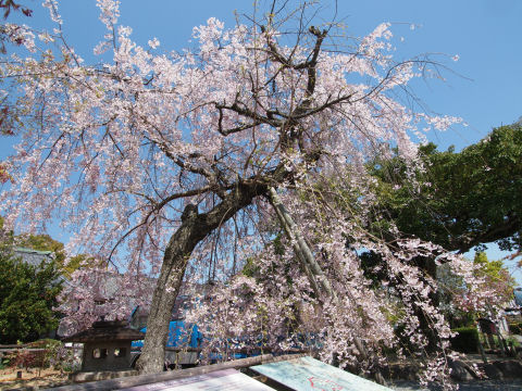 下は観光案内版