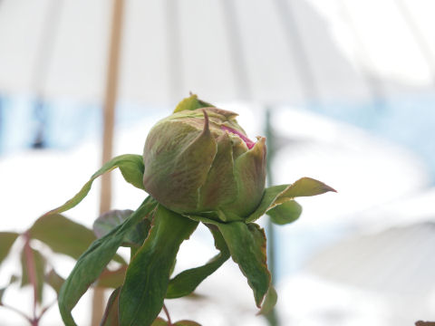 咲き始めたやつはイマイチなので載せない