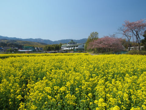 オシャレな校舎