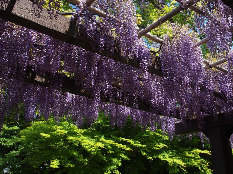 もみじとの演出