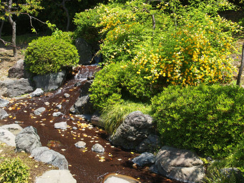 しだれ梅の近く