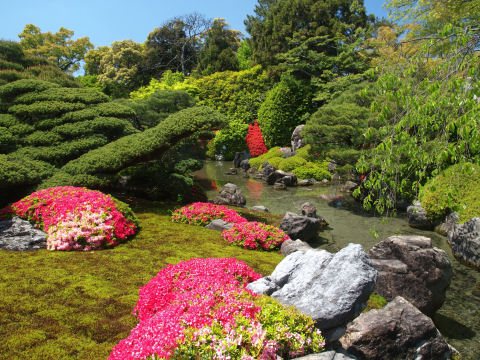 鮮やかなつつじ