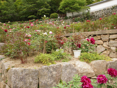 直に植えられていたり鉢に植えられていたり