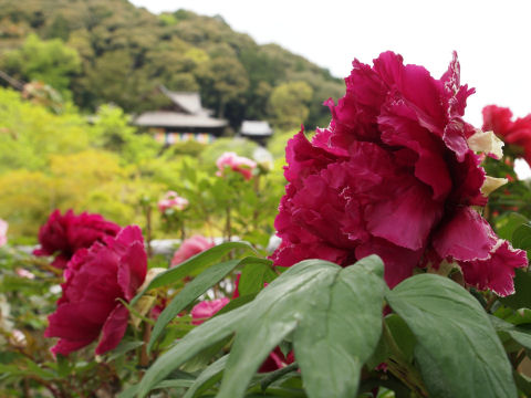 本堂をボカして