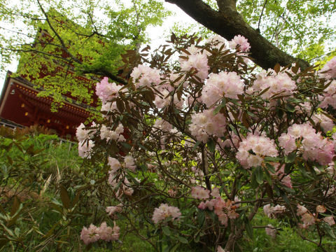 五重塔あんまり見えない