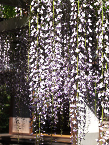 こちらはさくっと人を避けて撮影できた