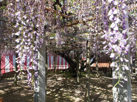 手前の藤をぼかしつつ