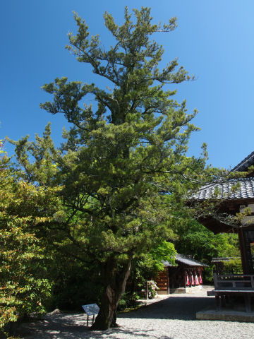 確かにイヌマキぐぐっても小さいものしか当たらない