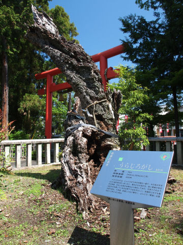 後ろのやつが葉っぱ?