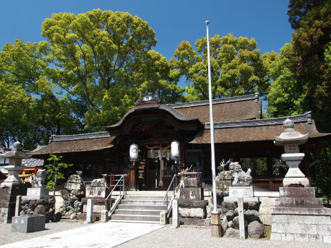 神木以外も巨木がいくつか