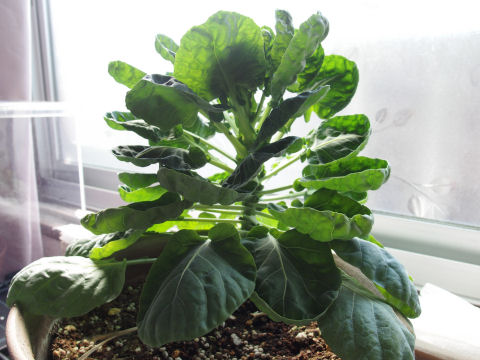 もう育たないよなあ