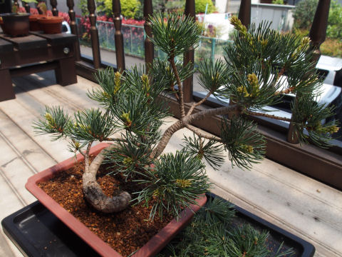 どうなることやら