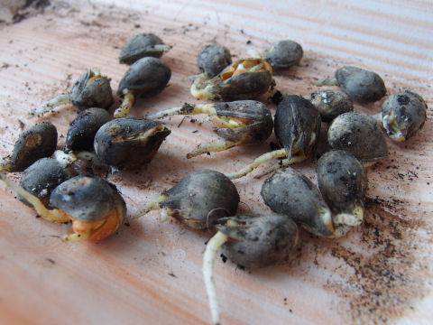 ちゃんと育てよ