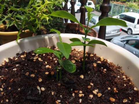 バックは柊の葉