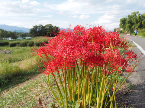 サイクリングロード脇