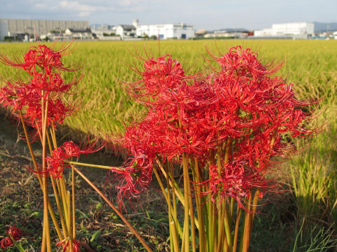 彼岸花には田んぼが合う