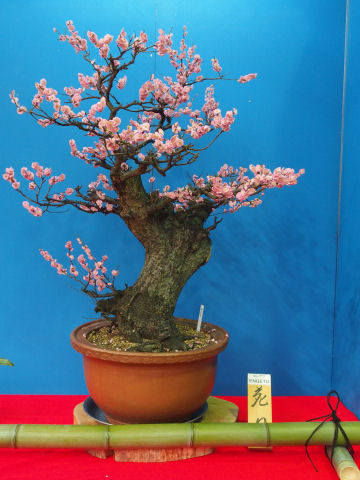 コンデジが役に立った