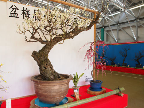 入口のはまあまあ 奥のは咲いてないのだが